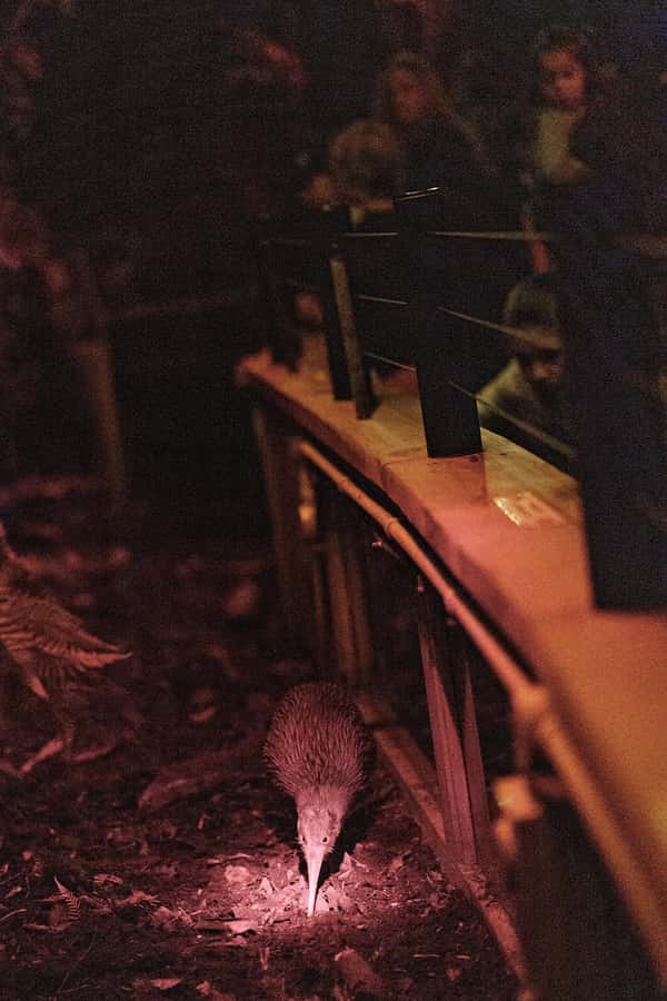 Franz Josef: West Coast Wildlife Centre Entry Ticket -48 hrs - The kiwi room: quiet, dark, and worth patience