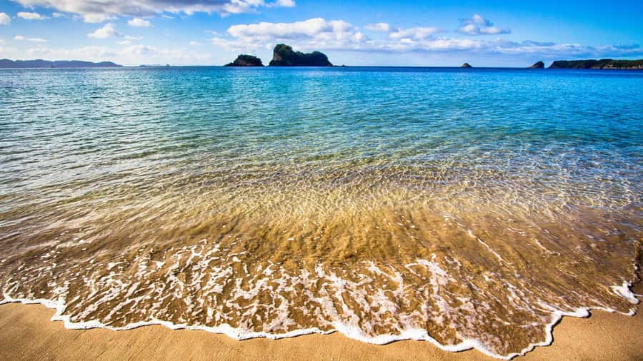 From Auckland: Cathedral Cove & Hot Water Beach Tour - The return to Auckland