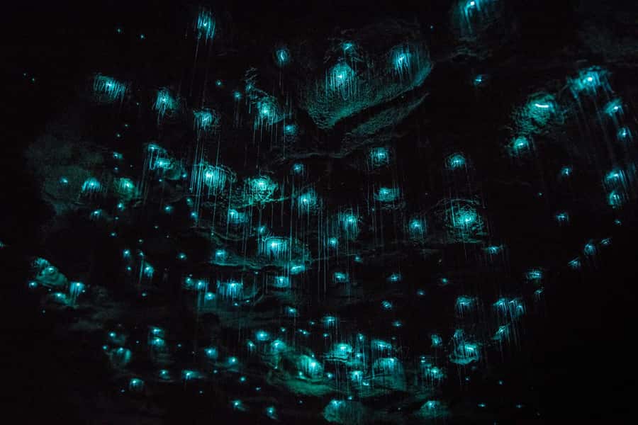 From Auckland: Day Trip to Waitomo Glow Worm Caves - Is $166 good value for seven hours?