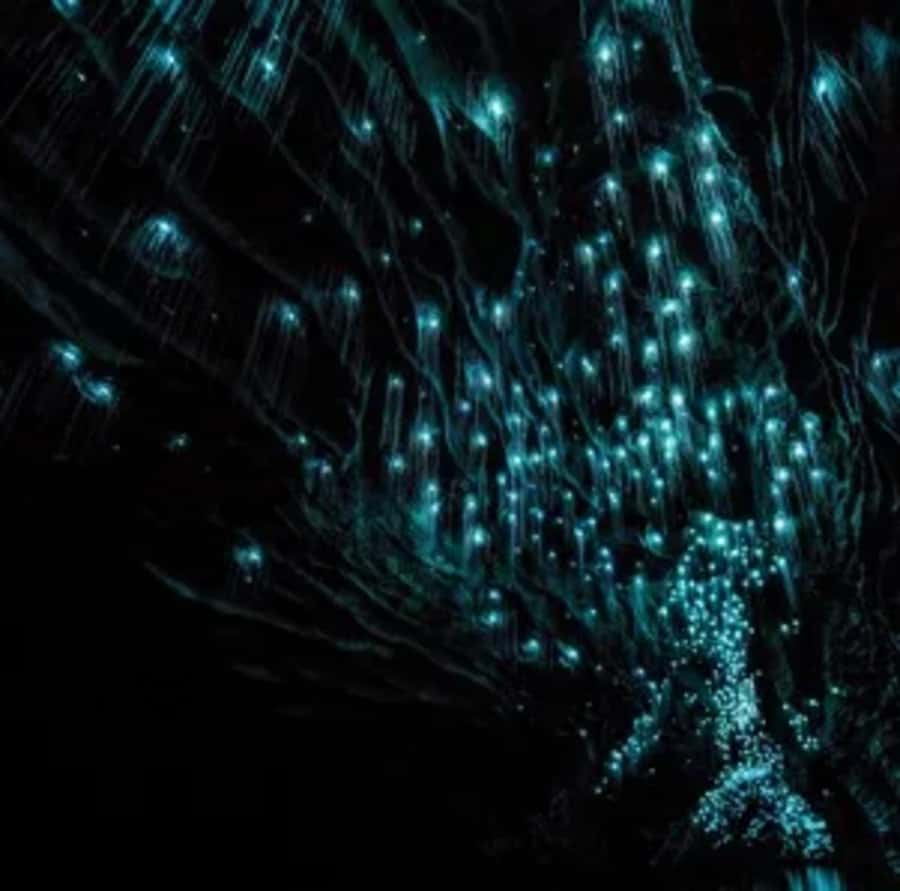 From Auckland: Day Trip to Waitomo Glow Worm Caves - Practical tips for a smoother day