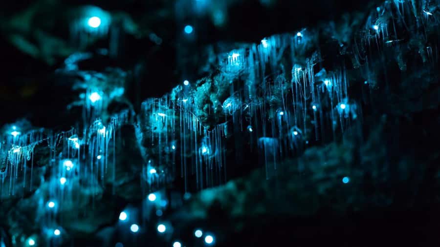 From Auckland: Day Trip to Waitomo Glow Worm Caves - Auckland CBD pickup and the two-and-a-half-hour journey south