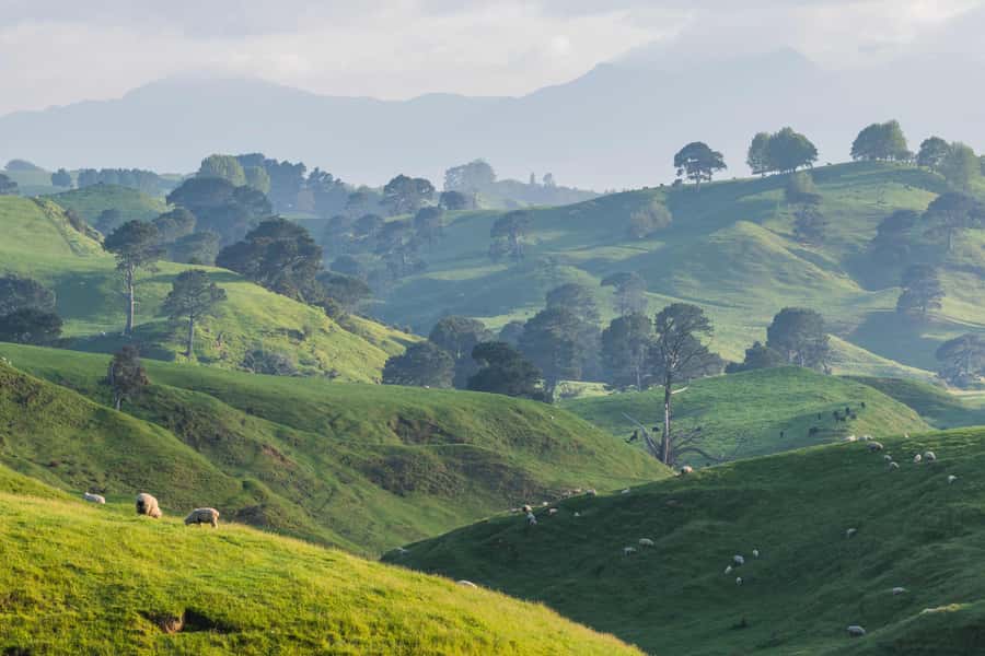 From Auckland: Hobbiton Movie Set Day Tour with Picnic Lunch - Who will enjoy this Hobbiton day trip