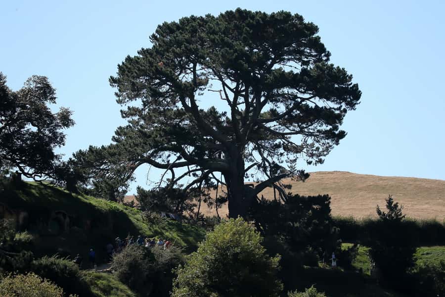 From Auckland or Rotorua: Hobbiton & Waitomo Tour with Lunch - What $286 buys you in practical terms