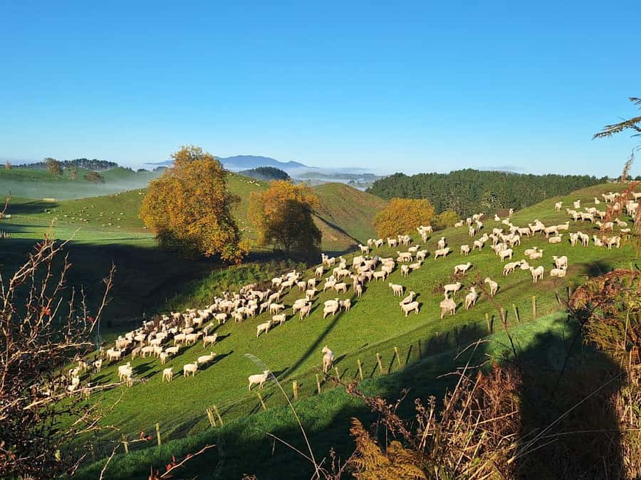 From: Auckland: Rotorua via Hobbiton Tour One Way Tour - Walking through the 12-acre Hobbiton set