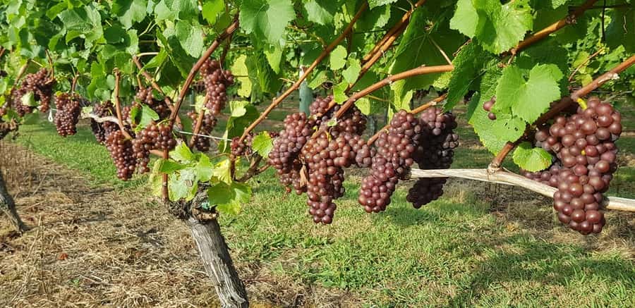 From Auckland: Small Group Kumeu Wine Tour with Lunch - From Auckland to Kumeu’s wine country