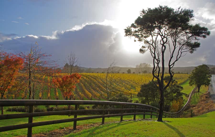 From Auckland: Small Group Kumeu Wine Tour with Lunch - Soljans Vineyard and the story behind Kumeu wine