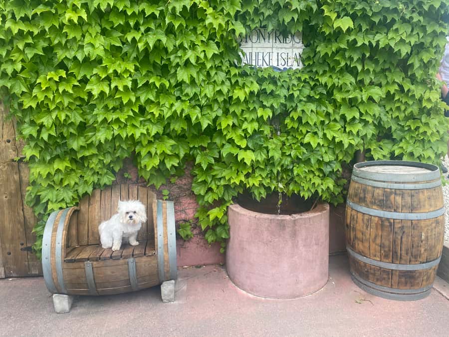 From Auckland: Waiheke Island Wineries' Tour - Getting back to Auckland