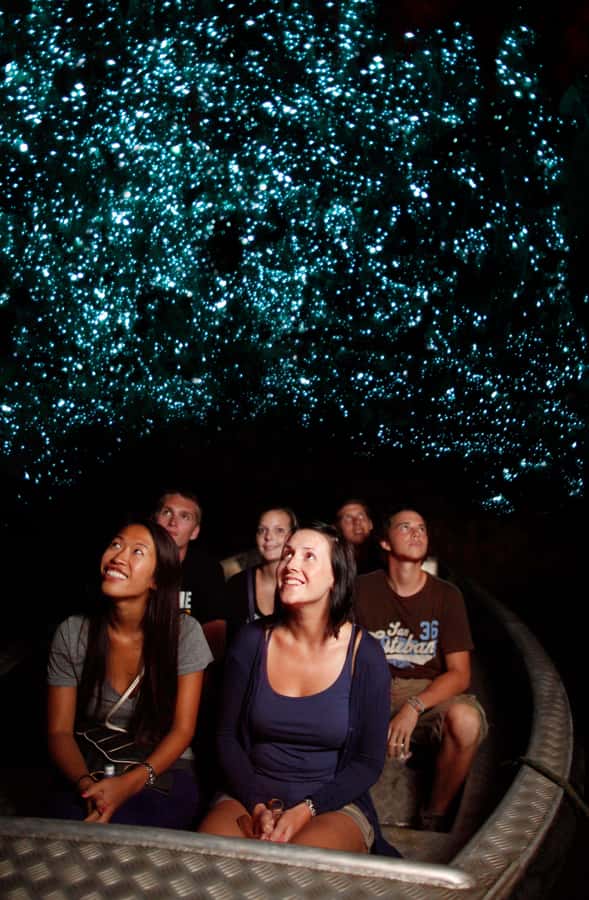 From Auckland: Waitomo Caves and Kiwi House Group Tour - Key points at a glance