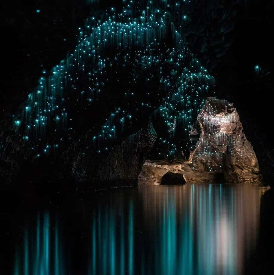 From Auckland: Waitomo Caves and Kiwi House Group Tour - Should you book the Waitomo and Kiwi House tour?