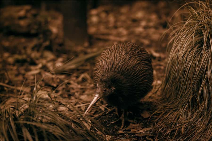From Auckland: Waitomo Caves and Kiwi House Group Tour - Why this Auckland day trip works