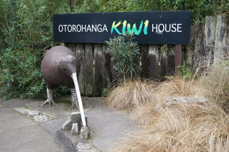 From Auckland: Waitomo Caves and Kiwi House Group Tour - Lunch in Otorohanga