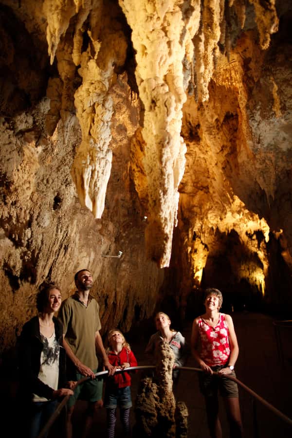 From Auckland: Waitomo Caves and Kiwi House Group Tour - Meeting kiwis at Otorohanga Kiwi House