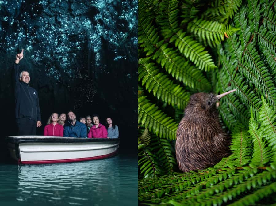 From Auckland: Waitomo Caves and Kiwi House Group Tour - The long ride through Waikato