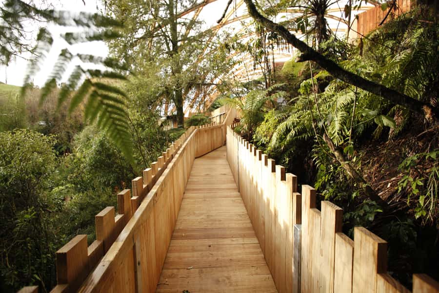 From Auckland: Waitomo Glowworm and Ruakuri Caves Day Tour - What the driver guide adds