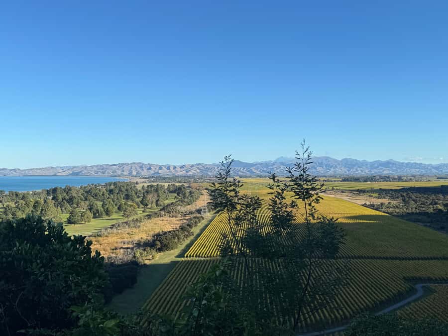From Blenheim/Picton: Marlborough Gourmet Wine Tasting Tour - Why this Marlborough tour works so well