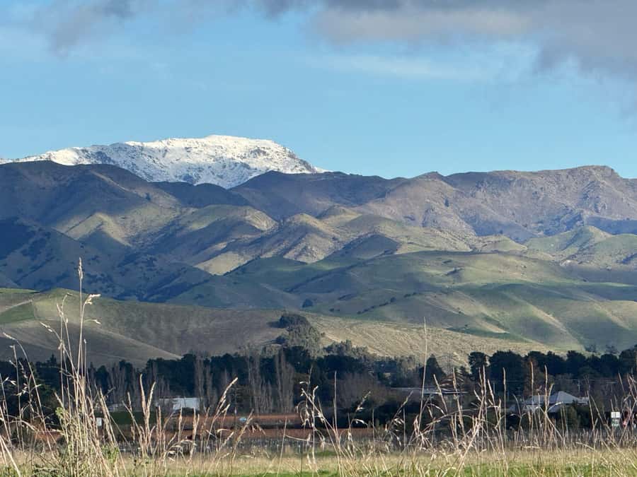 From Blenheim/Picton: Marlborough Gourmet Wine Tasting Tour - Local produce makes this more than a wine circuit