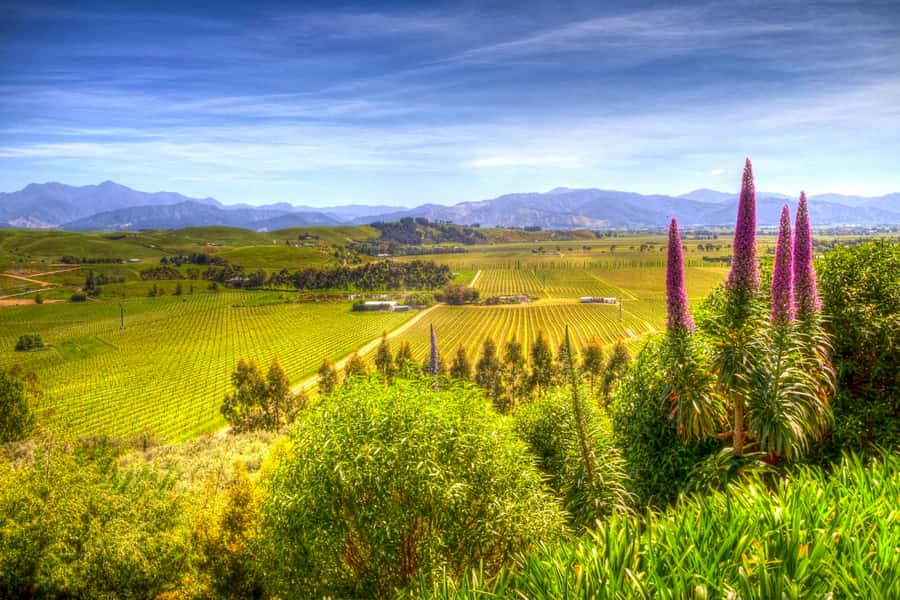 From Blenheim/Picton: Marlborough Gourmet Wine Tasting Tour - Starting from Picton or Blenheim