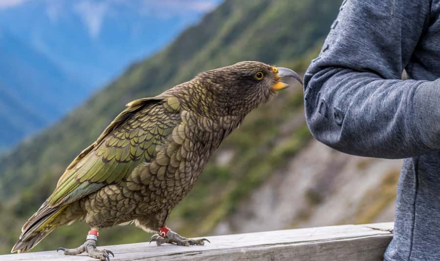 From Christchurch: Arthur's Pass with TranzAlpine & Lunch - Why this Christchurch day trip works so well