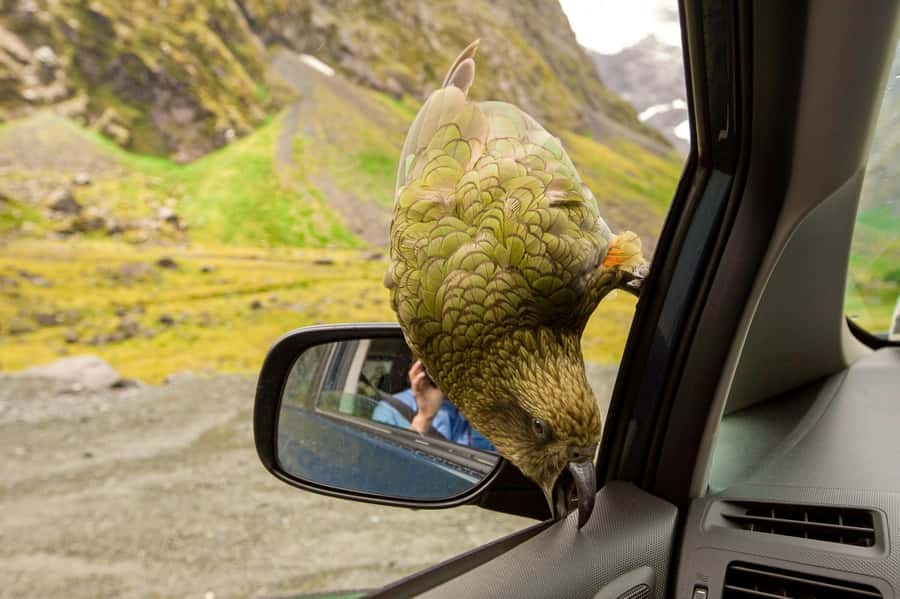 From Christchurch: Arthur's Pass with TranzAlpine & Lunch - The TranzAlpine train back to Christchurch