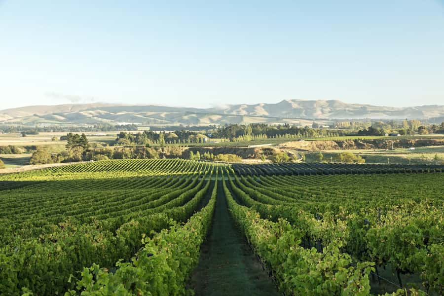 From Christchurch: Guided Local Wine Tours in Waipara - Starting in Christchurch and Heading North
