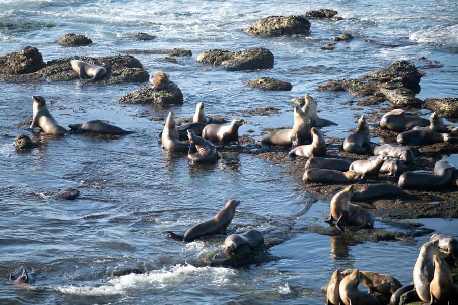 From Christchurch: Kaikōura Day Tour with Whale Watching - Key things to know before booking