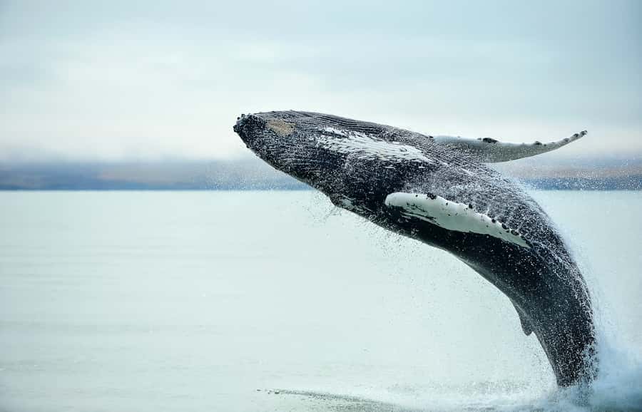 From Christchurch: Kaikōura Day Tour with Whale Watching - Why Kaikōura is such a strong whale watching base