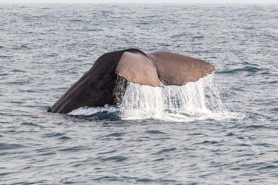 From Christchurch: Kaikōura Day Tour with Whale Watching - The optional Waipara wine tasting