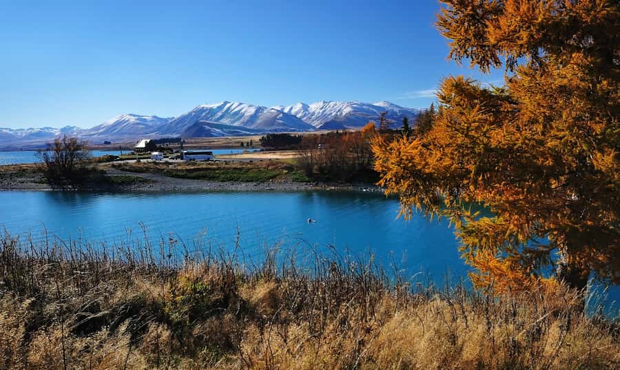 From Christchurch: Queenstown via Tekapo & Mt Cook Day Trip - High Country Salmon and the road south