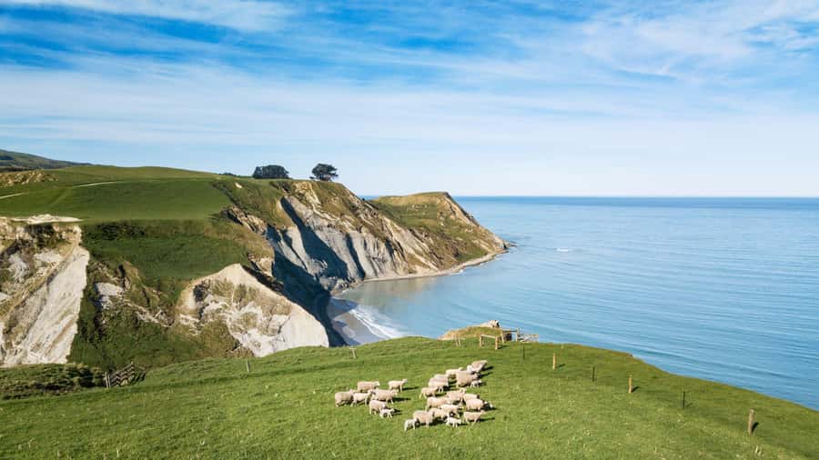 From Christchurch: Sheep Farm Experience with Lunch & Winery - Why this Christchurch day trip feels different
