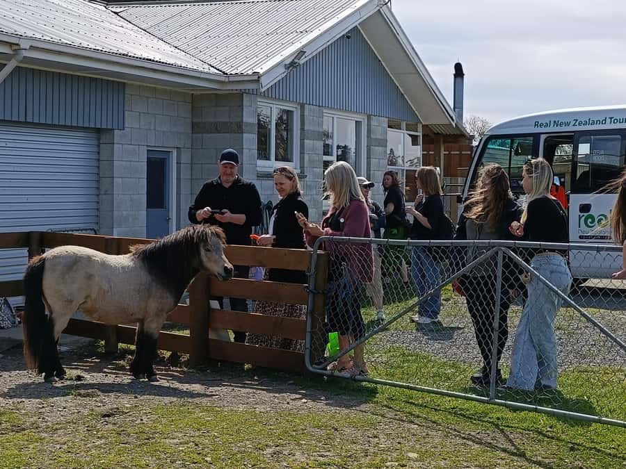 From Christchurch: Sheep Farm Experience with Lunch & Winery - Glenafric Farm: sheep, shearing, and working dogs