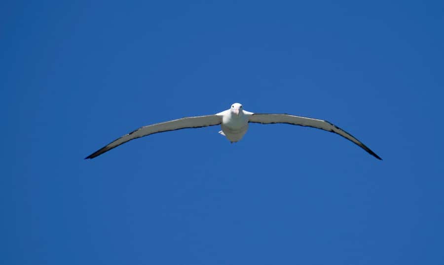 From Dunedin: City, Otago Peninsula & Albatross Guided Tour - Key Points Before You Book