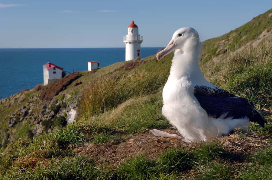 From Dunedin: City, Otago Peninsula & Albatross Guided Tour - A Six-Hour Introduction to Dunedin and Otago