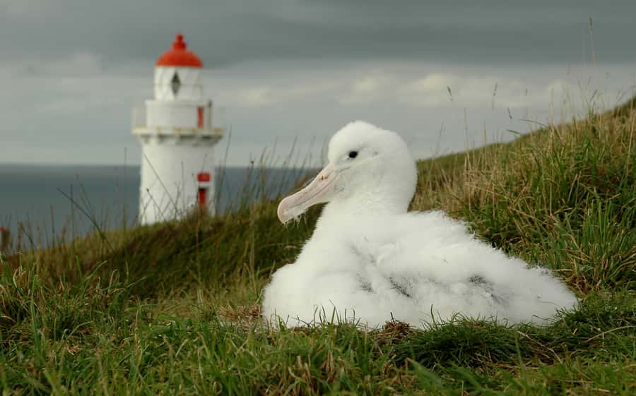 From Dunedin: City, Otago Peninsula & Albatross Guided Tour - Is $191 Good Value?