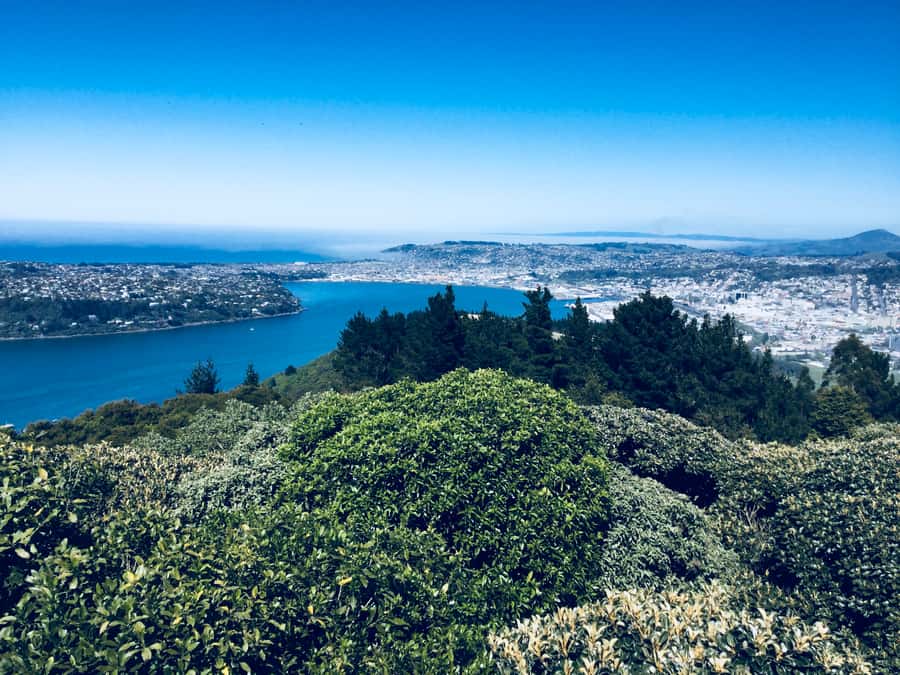 From Dunedin: City, Otago Peninsula & Albatross Guided Tour - Who Will Enjoy This Tour Most?