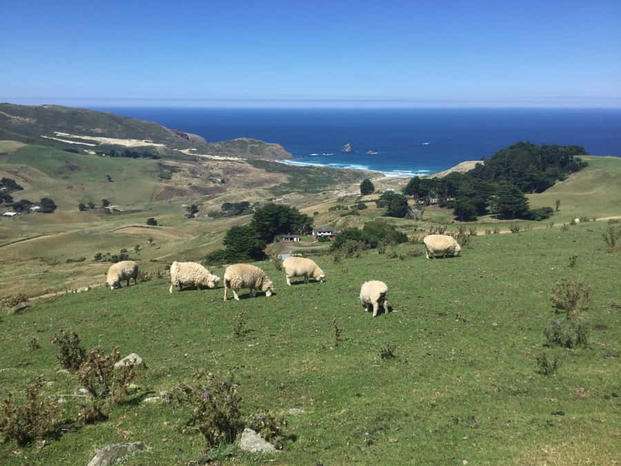 From Dunedin: City, Otago Peninsula & Albatross Guided Tour - Dunedin City Stops That Keep You Moving