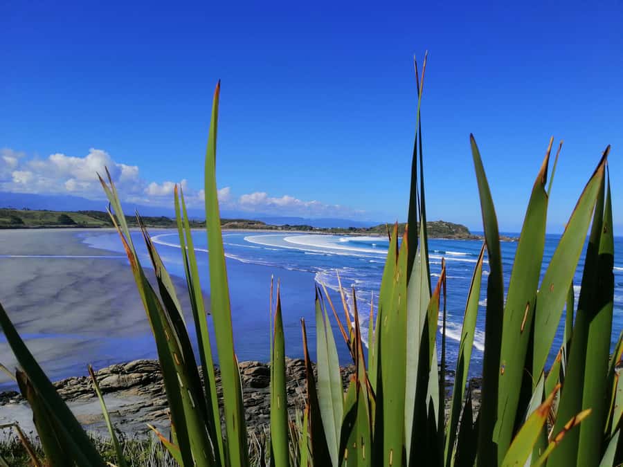 From Greymouth: Highlights West Coast Day Tour - Key points at a glance