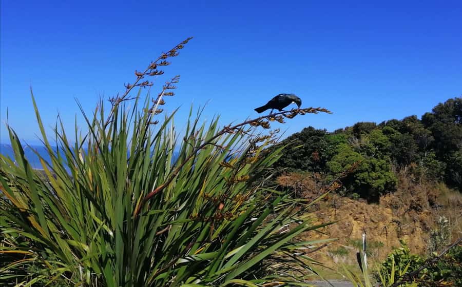 From Greymouth: Highlights West Coast Day Tour - 9:10am at Punakaiki Pancake Rocks