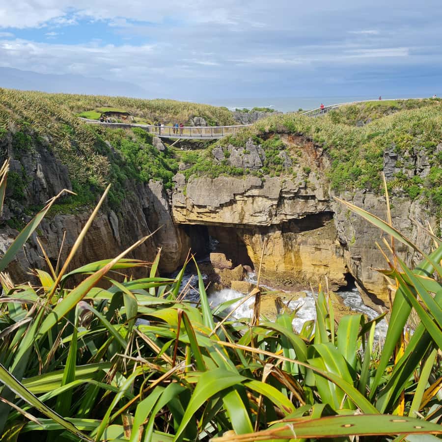 From Greymouth: Highlights West Coast Day Tour - 11:10am at Tauranga Bay seal colony