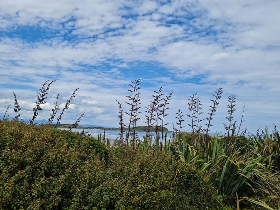 From Greymouth: Highlights West Coast Day Tour - Noon in Westport: lunch, then Shortjaw Brewery