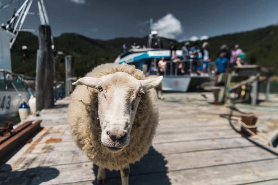 From Havelock: Marlborough Sounds Mail Boat Full-Day Cruise - The essential points before you book