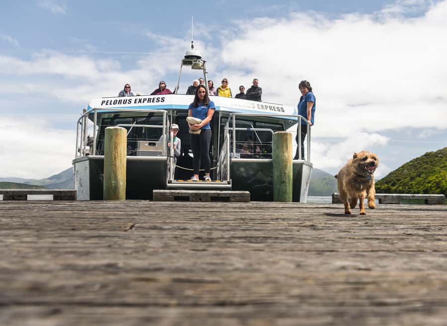 From Havelock: Marlborough Sounds Mail Boat Full-Day Cruise - Pelorus Sound and Kenepuru Sound by working boat