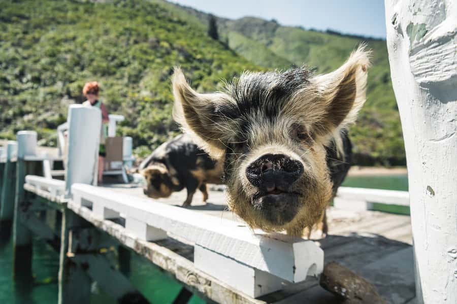 From Havelock: Marlborough Sounds Mail Boat Full-Day Cruise - Wildlife watching without false promises