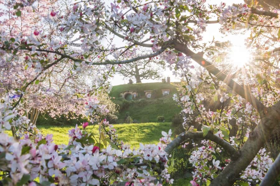 From Matamata: Guided Hobbiton Experience with Bus Transfers - How much value do you get for $71?