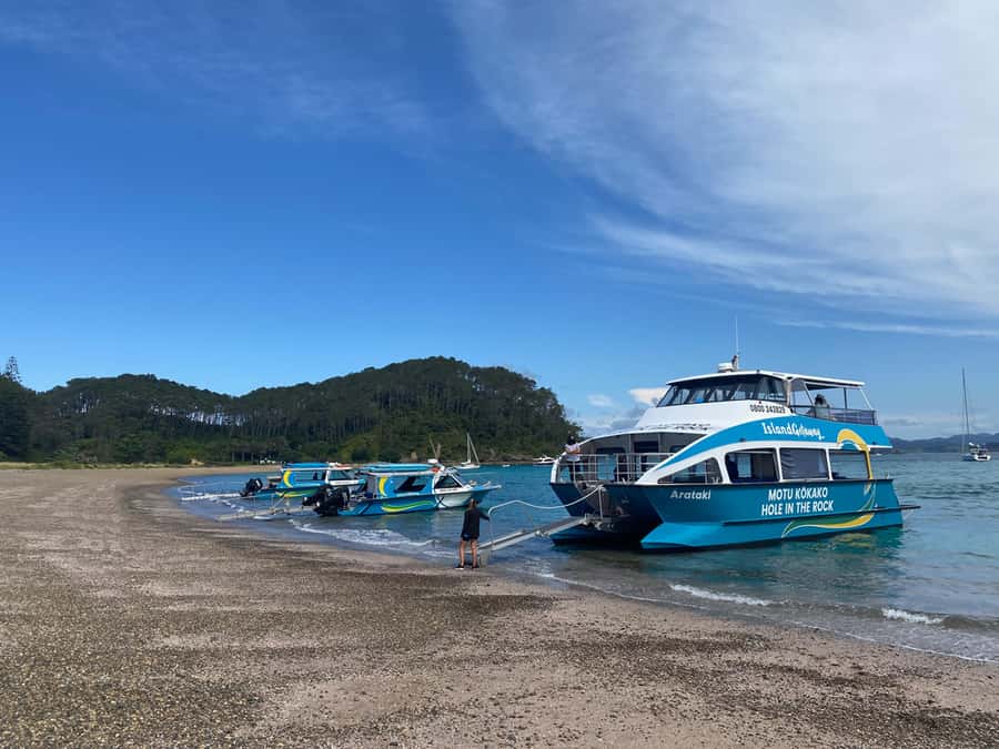 From Paihia: Scenic Cruise with Roberton Island Stopover - Wildlife watching in the Bay of Islands