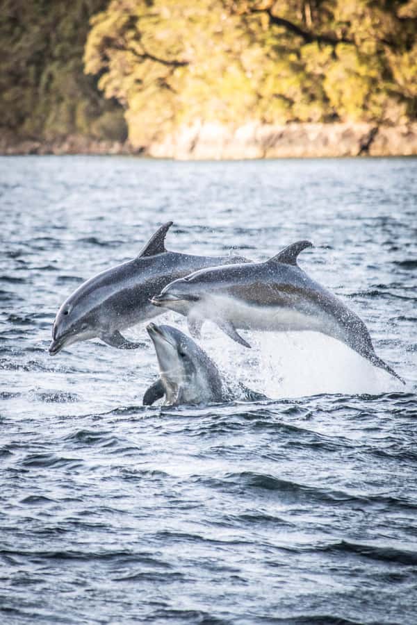 From Queenstown: Doubtful Sound Wilderness Day Trip - Starting in Queenstown and crossing the countryside