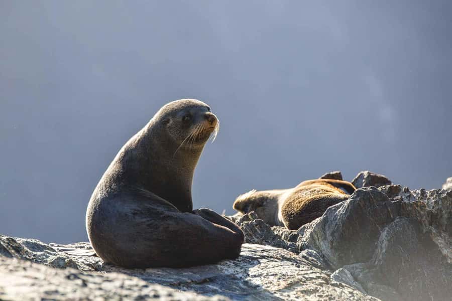 From Queenstown: Milford Sound Cruise and Coach Day Tour - The Milford Road turns the journey into an attraction