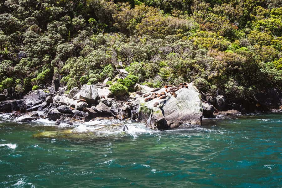 From Queenstown: Milford Sound Cruise and Scenic Drive - What the guides add to a very long day