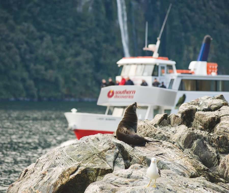 From Queenstown: Milford Sound Discover More Longest Cruise - Why this Milford Sound day trip takes so long