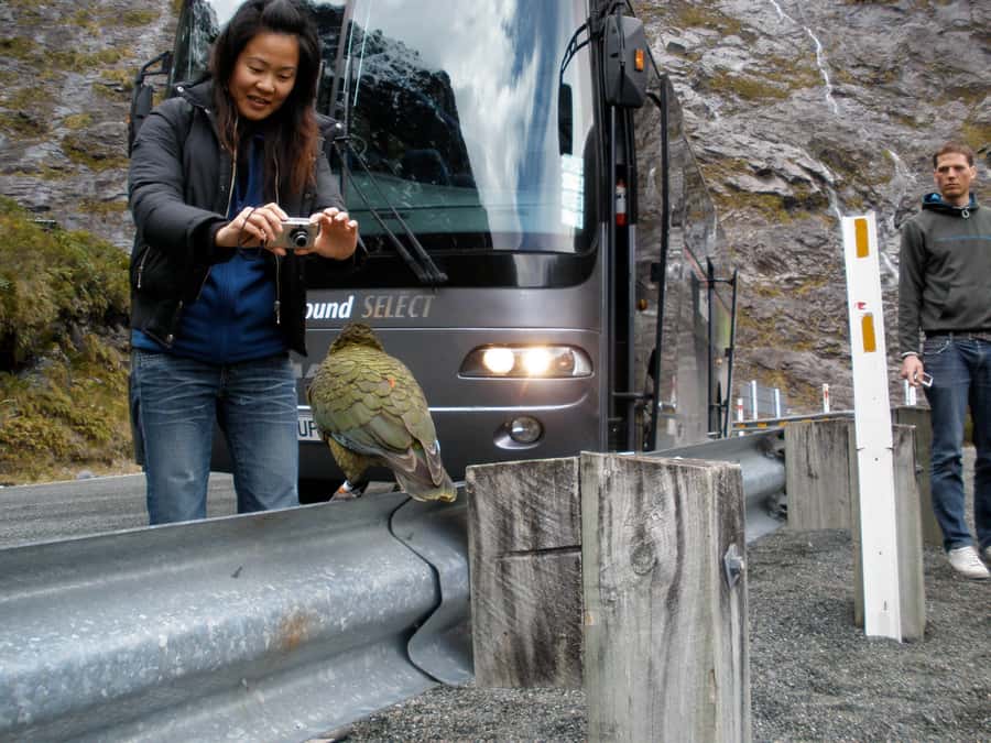 From Queenstown: Milford Sound Premium Day Tour and Cruise - Who will enjoy this Milford Sound tour?