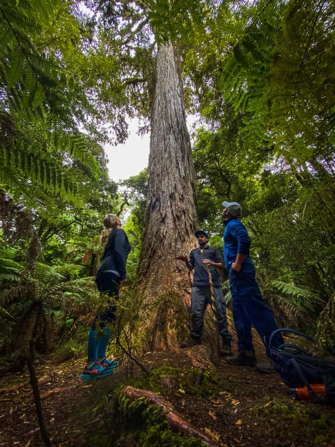 From Rotorua: Whirinaki Rainforest Guided Cultural Tour - Why Whirinaki feels different from a usual forest walk